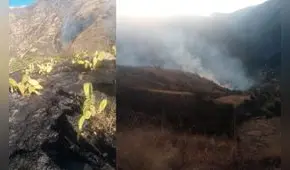 Incendios en Apurímac y Cusco cobran la vida de 3 personas y amenazan especies en peligro de extinción