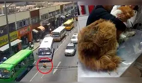 Perrito es atropellado a propósito y se salva de milagro en Tacna [VIDEO]