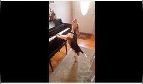 En YouTube, simpático perro toca piano y 'canta' en nuevo hit viral [VIDEO]