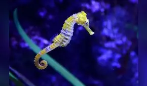 Se reduce la cantidad de caballitos de mar en el Mediterráneo