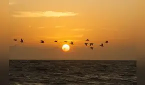 Siempre Máncora: verano pacífico