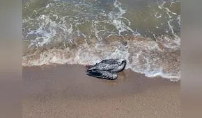 Gripe aviar en Perú: este lunes 5 decidirán si cierran playas