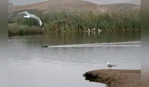Autoridad Nacional del Agua: los humedales son una solución natural ante el cambio climático