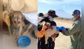 Gerencia de Salud detectó 2 nuevos casos de rabia en Arequipa