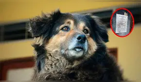 ¡Injusticia total! Destruyen tumba de ‘perrovaca’ aparentemente durante el concierto ‘Día del Rock’