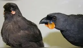 ¡Se busca ave que estaría extinta! Traerla viva o viva