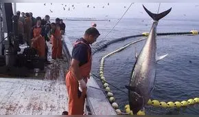 Produce evalúa crear un régimen promocional para la industria atunera