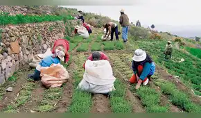Mi Agro: ¿Quiénes serían los primeros beneficiarios del proyecto?