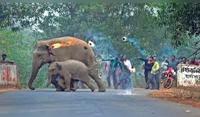 Lanzan bombas de fuego a mamá y cría elefante, que huyen por deforestación