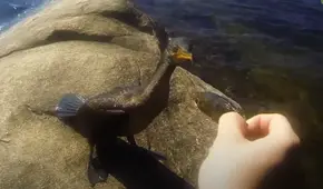 Joven se acerca a un ave salvaje para darle de comer un pez y esta tiene inesperada reacción [VIDEO]