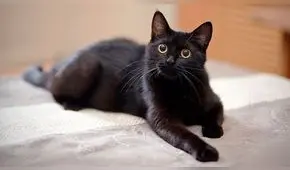 Día del Gato 2020: 5 cosas que no sabías de los felinos