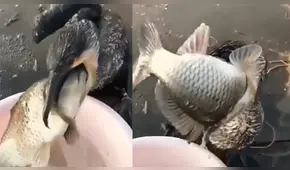 Facebook: hombre intenta devolver pez al mar y sucede lo peor [VIDEO]