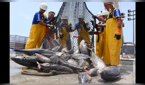 Exportaciones atuneras peruanas superarían los 250 millones de dólares este año