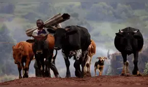 Sudán del Sur: tiroteo por robo de ganado deja al menos 50 muertos 