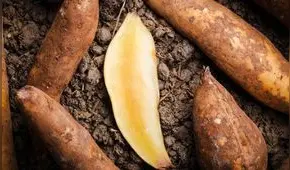 Yacón: ¿Es el superalimento del Perú que controla diabetes?