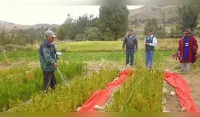 Reforestarán Puno con 500 mil plantones de pino, queñua y colle en el 2019 