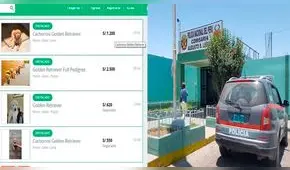 Sujeto estafó con venta de cachorro de raza a través de internet