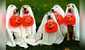 Halloween: 15 disfraces que puede usar tu mascota en ‘Noche de brujas’ [FOTOS]