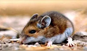 China reporta un muerto por hantavirus, transmitido por ratones de campo