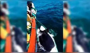 Áncash: pescadores rescatan la cría de orca [VIDEO]