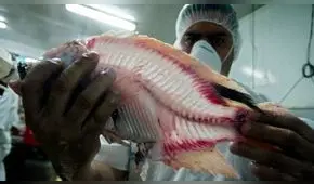 Implantan vagina hecha con piel de tilapia a mujer transexual: el primer caso de Colombia