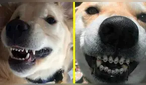 ¿Sabías que existen los brackets para perros? 