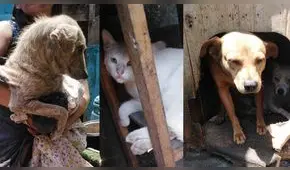 Buscan apoyo para albergue de animales tras muerte de dueño