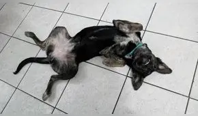 Buscan a mascota desaparecida en estado delicado de salud