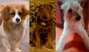 Reportan a varias mascotas perdidas que huyeron por miedo a los pirotécnicos