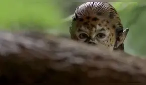 Video: Campaña impulsa a proteger la vida silvestre 