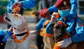 ¿Qué es el festival Kukur Tihar en Nepal y por qué celebra y honra a los perros?
