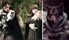 Game of Thrones: estos lobos huargos de los Stark están vivos [VIDEO]