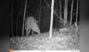 Captan primeras imágenes de jaguar, puma y ocelote en Parque Nacional Sierra del Divisor