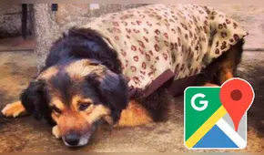 Google Maps: captan a la querida mascota 'Perrovaca' en su lugar favorito de la UNMSM [FOTOS]