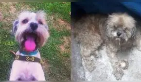 Familia pide ayuda para encontrar a su mascota perdida en San Miguel