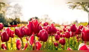 Holanda “cambia” de nombre y ahora hay una nueva forma de llamarlo