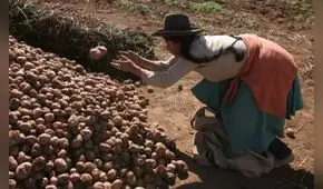 El mundial de la papa en Cusco [VIDEO]