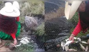 Familia de Máxima Acuña denuncia envenenamiento de mil truchas de su criadero [FOTOS]