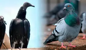 Gripe aviar: ¿el virus afectaría o no a las palomas y gallinazos?