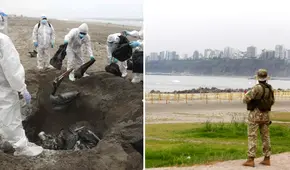 Gripe aviar en Perú: Gobierno evaluará cierre de playas ante aumento de aves muertas en litoral