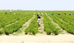 Agricultores de la macrorregión sur acatarán paro este 24 y 25 de noviembre