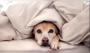 ¿Cómo saber si tu perro tiene mucho frío? Aquí te lo contamos