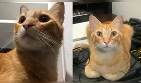 Ofrecen 500 soles de recompensa a quien encuentre a gato perdido en San Juan de Lurigancho [FOTOS]