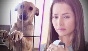 Carmen Villalobos se conmueve al pronunciarse sobre caso de maltrato animal  