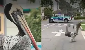 Gripe aviar: vecinos encuentran a pelícano deambulando por calles de Lince