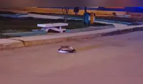 Pelícano moribundo causó zozobra en los vecinos del distrito de La Victoria