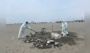 Gripe aviar: FEMA investiga delito contra los recursos naturales tras la muerte de aves marinas