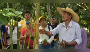 Lanzan programa de especialización en manejo sostenible del bambú