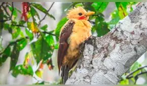 Especies avizoradas en torneo internacional [FOTOS]