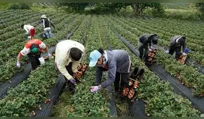 Agricultura orgánica: una alternativa beneficiosa para la salud